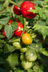 Tomatoes hanging on vine of tomato plant in garden. Summer vegetables