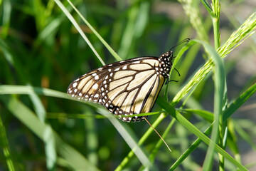 Butterfly on the Sandy Beach