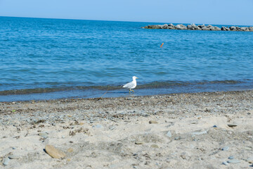 Seagull on the Sandy Beach