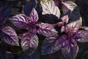 Purple basil leaves. Basil plant growing in garden