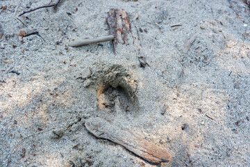Deer Prints in the Sand 