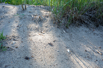 grass in the sand