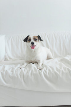 Cute Jack Russel on white sofa