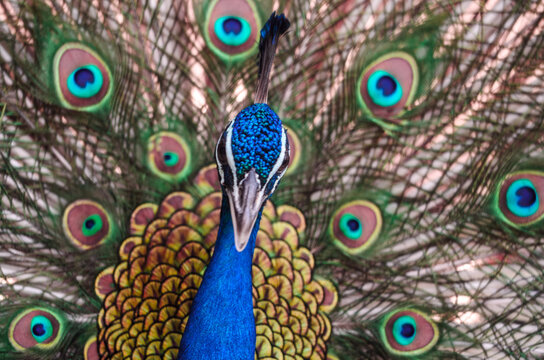 beautiful peacock