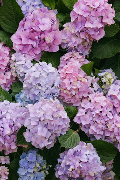 Blue and violet hydrangea flowers