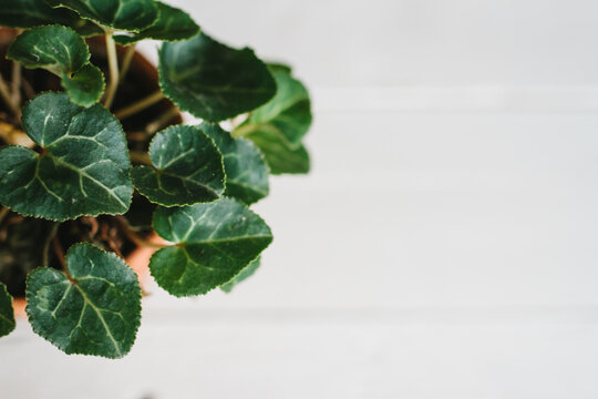 A cyclamen plant