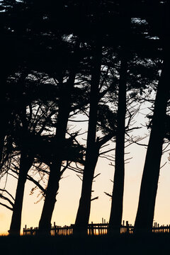 Row of cypress trees at dusk, Big Sur, CA, USA