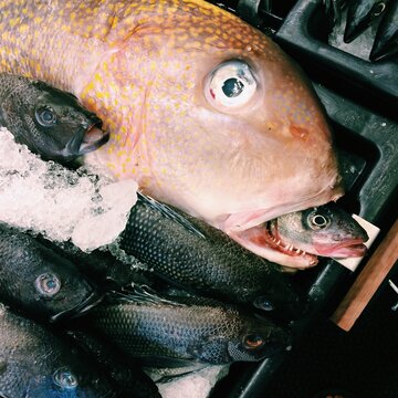 A large red fish with a smaller fish in its mouth.