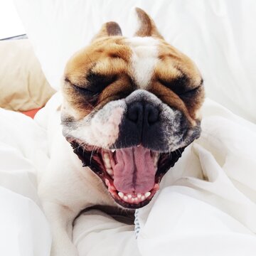 French bulldog yawning in bed