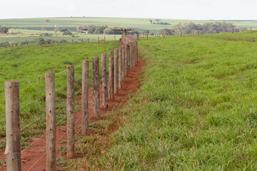 A fence separating two pastures for cattle breeding.