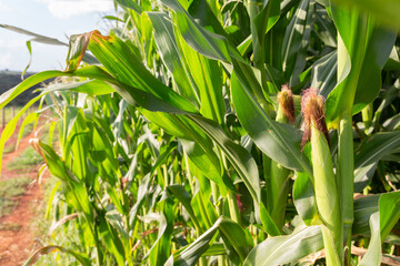 Obraz premium Closeup of a corn plantation.