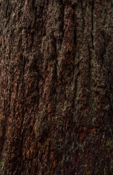 Rotting Evergreen texture
