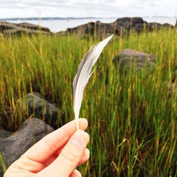 Hand holding single feather with sea grass, rocks and ocean in background
