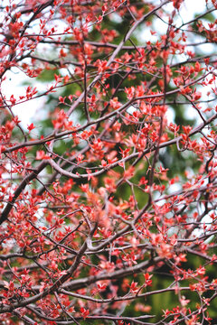 Spring fresh red cherry leaves