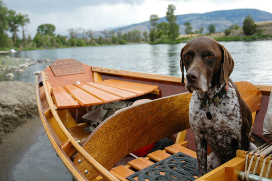 Serious pointer dog in wooden boat looking at camera with blank expression