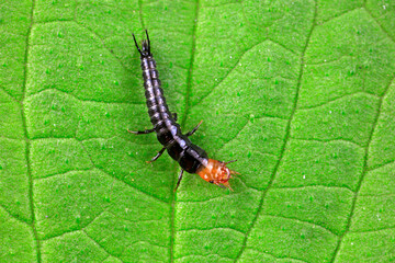 Carapace larva live on wild plants in North China