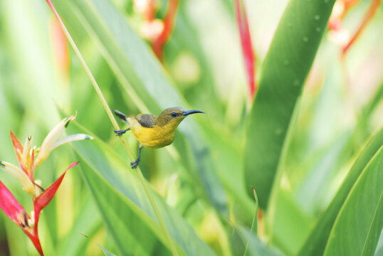 Olive-backed sunbird ready to fly
