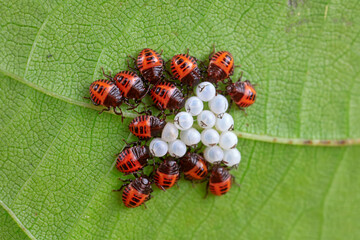 shieldbug inhabit wild plants in North China