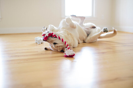 Yellow lab playing with a rope on the floor