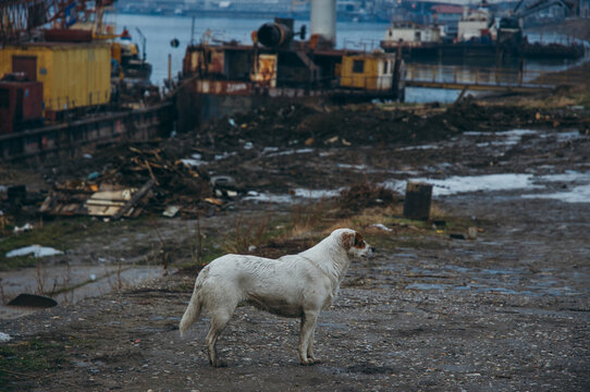 Alone white dog on the docks