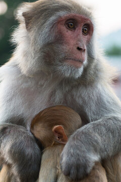 monkey mother with baby
