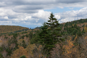 色づくカラマツの森