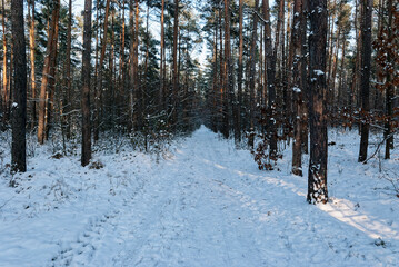 Fototapeta premium Winter forest path. The photo was taken in the forest during the golden hour - the sun was already very low on the horizon.
