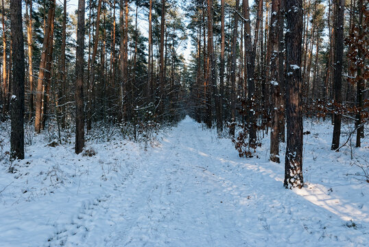 Winter forest path. The photo was taken in the forest during the golden hour - the sun was already very low on the horizon.