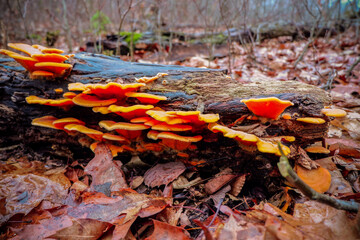 mushrooms in the forest