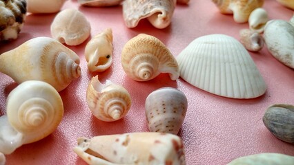 Sea ​​animal shells, nature concept suitable for backgrounds and wallpapers. Patinopecten caurinus, strombus gigas, cone shell, mollusca