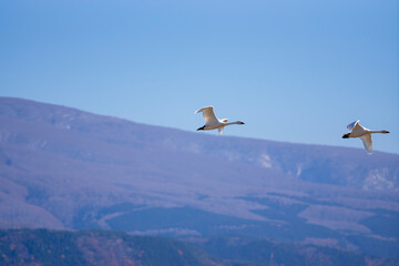 鳥海山を背に飛ぶ白鳥