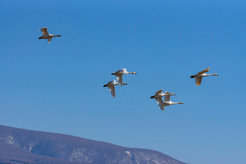鳥海山を背に飛ぶ白鳥