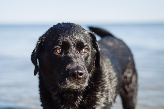 Wet black lab retreiver standing in water
