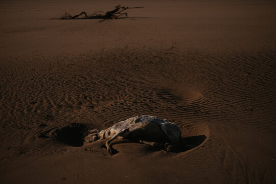 dead sheep