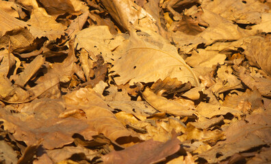 many dried oak leaves lie on the ground, yellow and brown colors