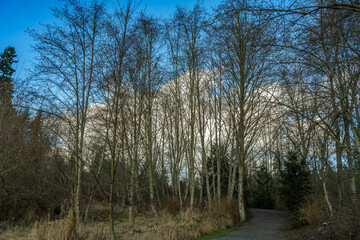 Obraz premium 2021-02-09 A BANK OF BARE TREES AND A WALKING PATH WITH A BLUE SKY