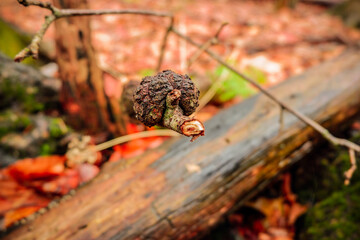 fungus on a branch