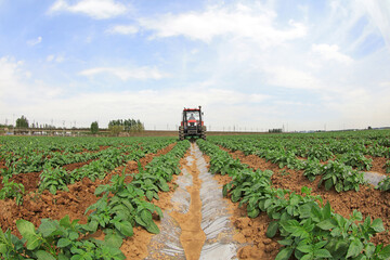 Obraz premium Farmers drive tractors in potato fields and weed on farms