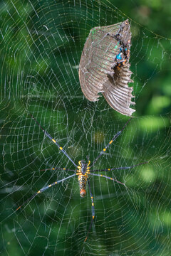 spider with butterfly caught in web.