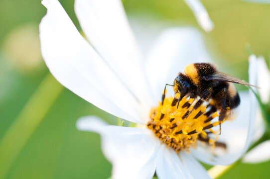 Bumblebee (Bombus) on a flower of Cosmos bipinnatus