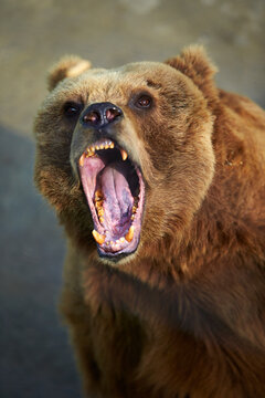 angry brown bear