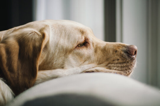 Yellow labrador retriever dog resting near window