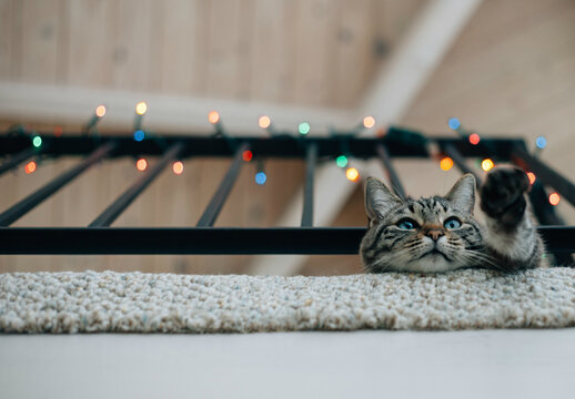 Lynx point Siamese on the second level of a home - stretching her paw out