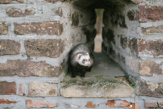 Little ferret on the brick wall