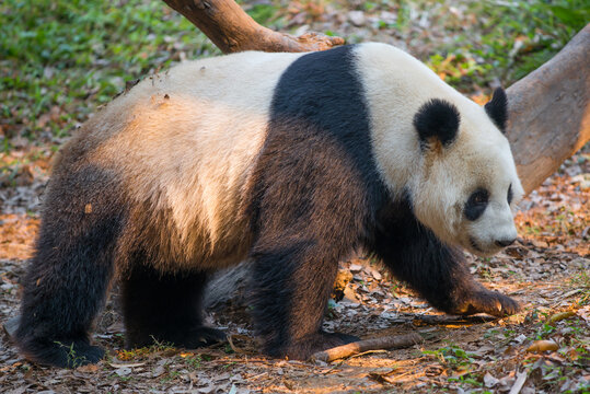 A giant panda with sunlight