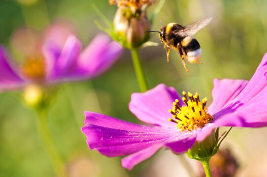 Bumblebee (Bombus) on a flower of Cosmos bipinnatus