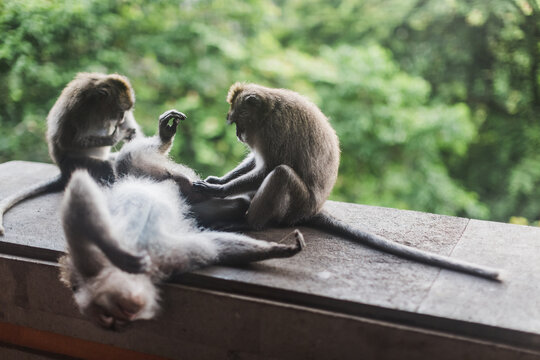 Monkey in Bali, Indonesia