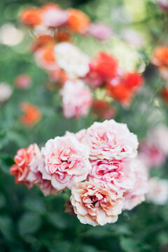 Gentle creamy hues shrub roses