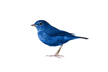 Poster Blue bird isolated on white background © chamnan phanthong