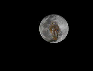Owl and full moon on black background